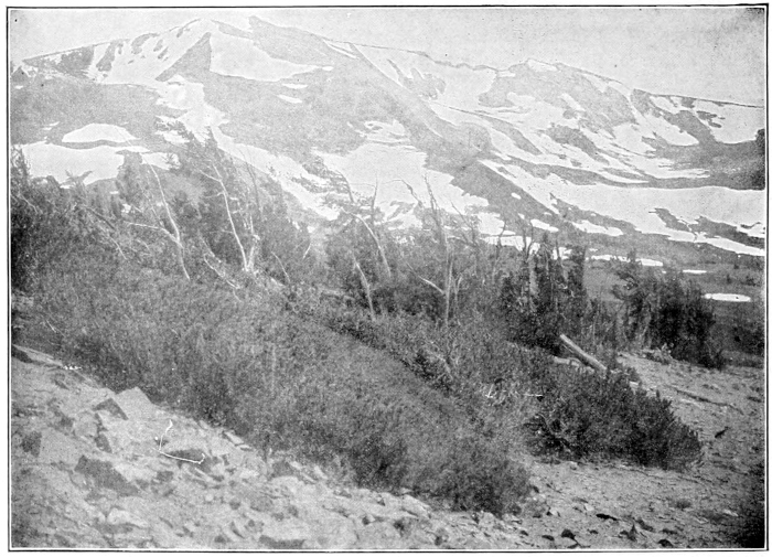 Mountain pine