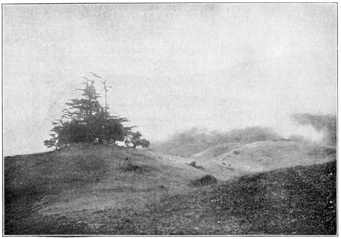 Mount Tamalpais