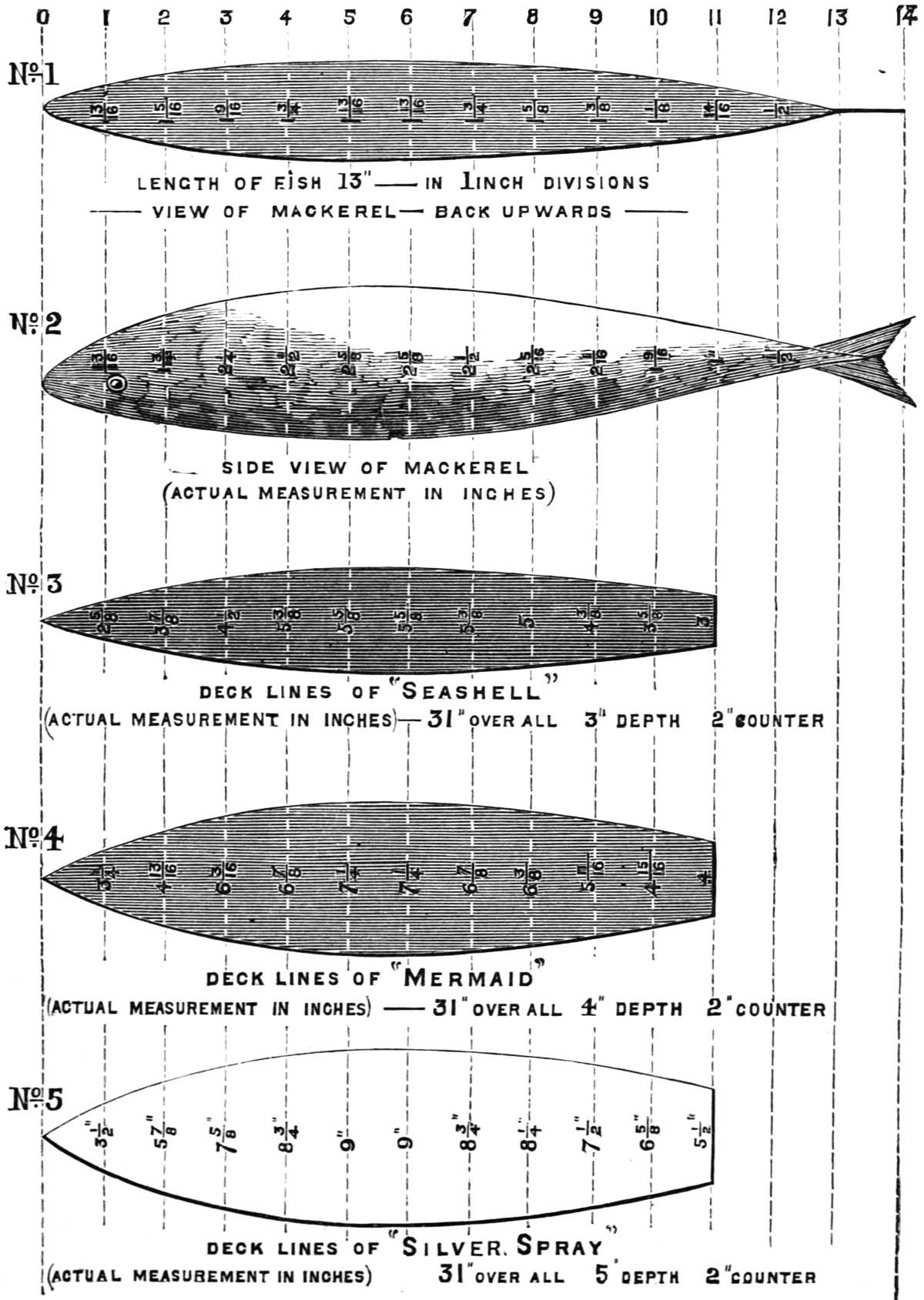 A diagram showing comparative sizes and shapes of various models