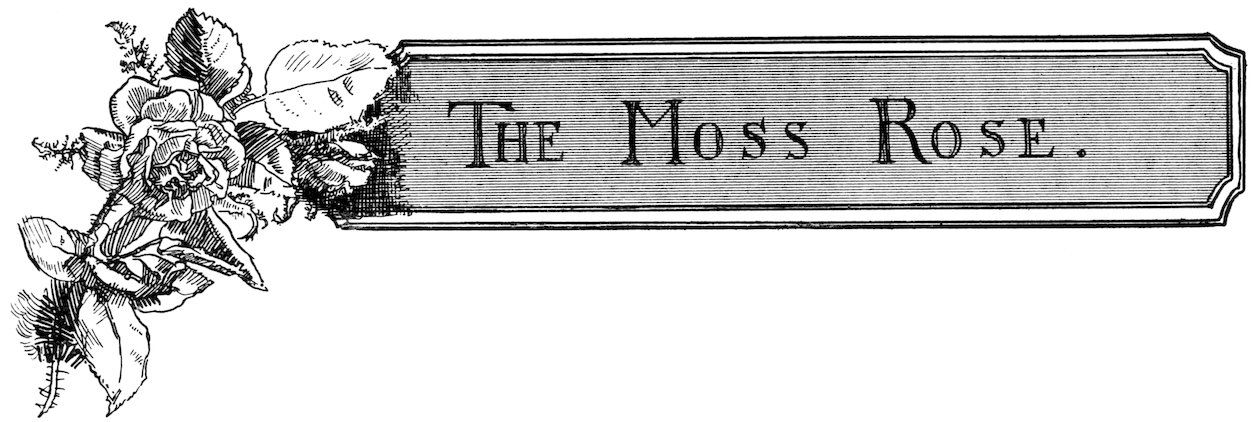 Illustrated story header banner for 'The Moss Rose' featuring a black and white sketch of a rose and thorny leaves.