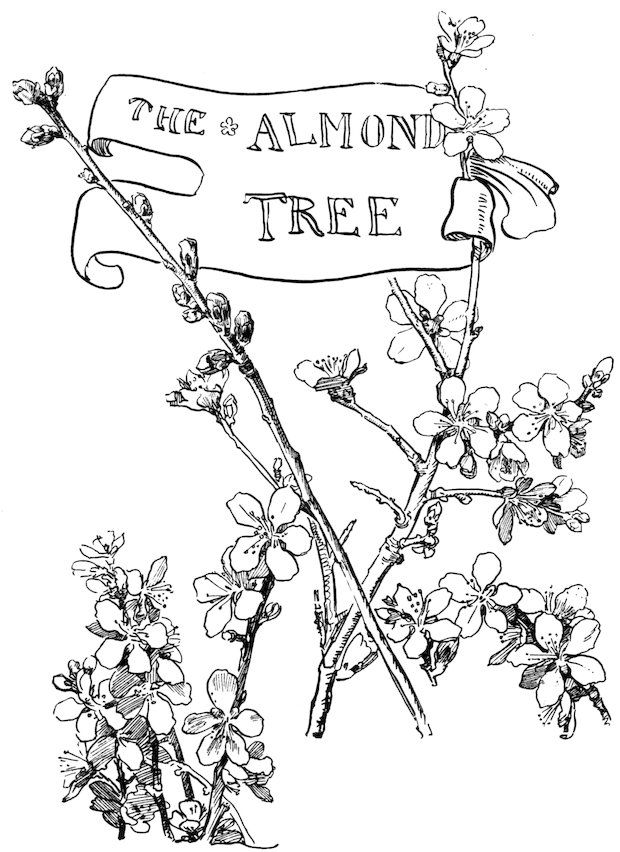Story header featuring a horizontal banner titled 'The Almond Tree' entwined with a black and white sketch of blooming almond branches.