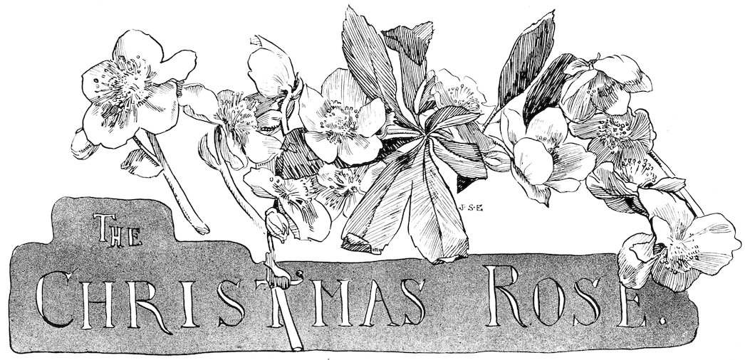 Story header titled 'The Christmas Rose' featuring a dense black and white sketch of blooming hellebore flowers draped over a textured banner.