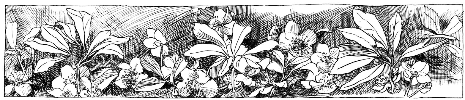 A horizontal black and white line-art header banner featuring a dense, repeating arrangement of blooming Christmas rose hellebore flowers and dark, veined foliage.