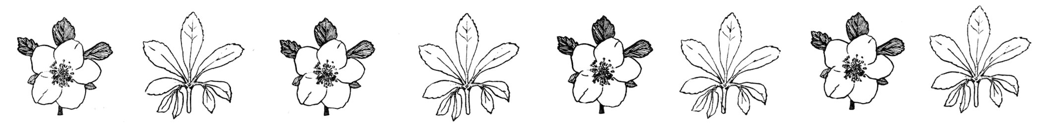 A clean horizontal decorative footer banner composed of an alternating repeating pattern of single hellebore flowers and individual five-pointed leaves.