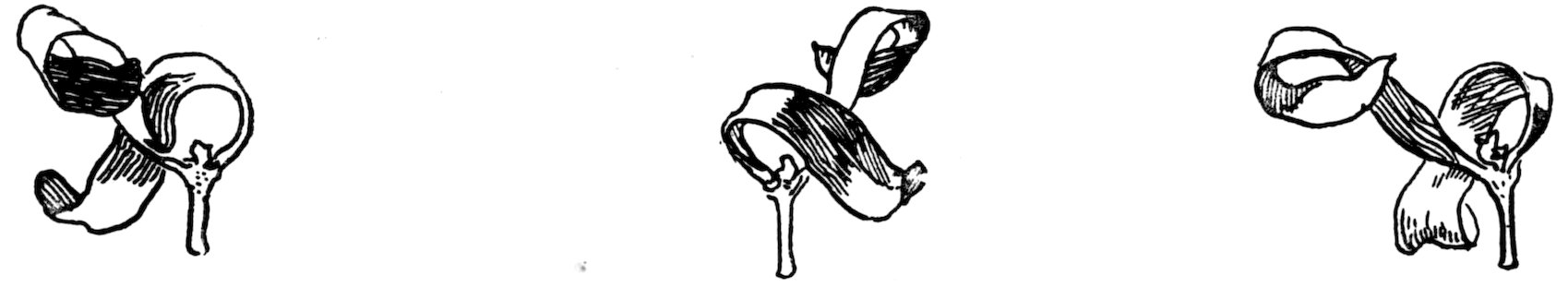 A horizontal decorative divider line featuring three small pen-and-ink sketches of curled mistletoe leaf fragments arranged in an alternate sequence.