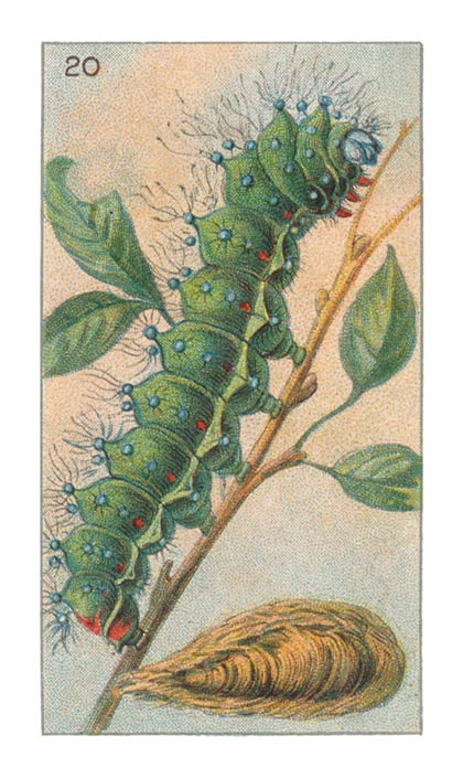 20