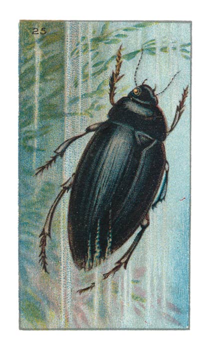 25