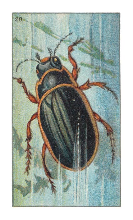 28