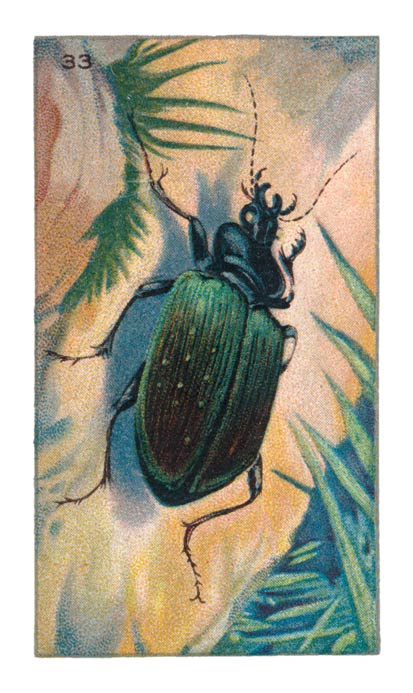 33