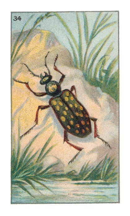 34