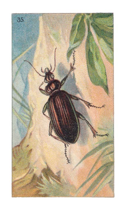 35