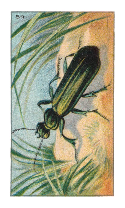 54