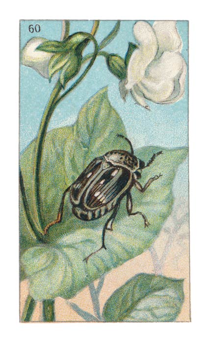 60
