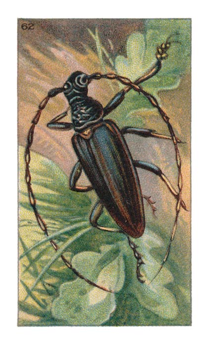 62
