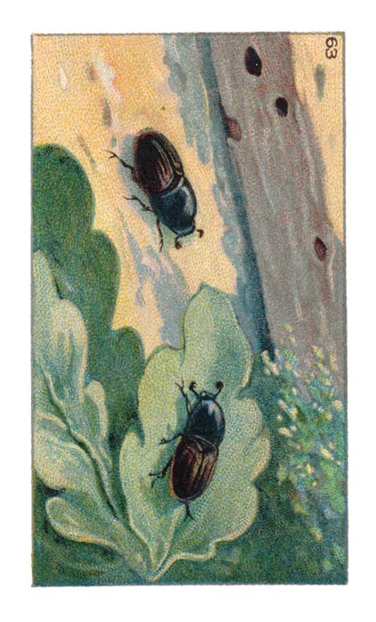 63