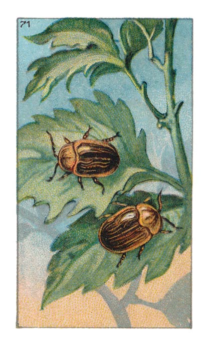71