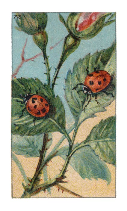 72