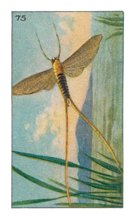 75