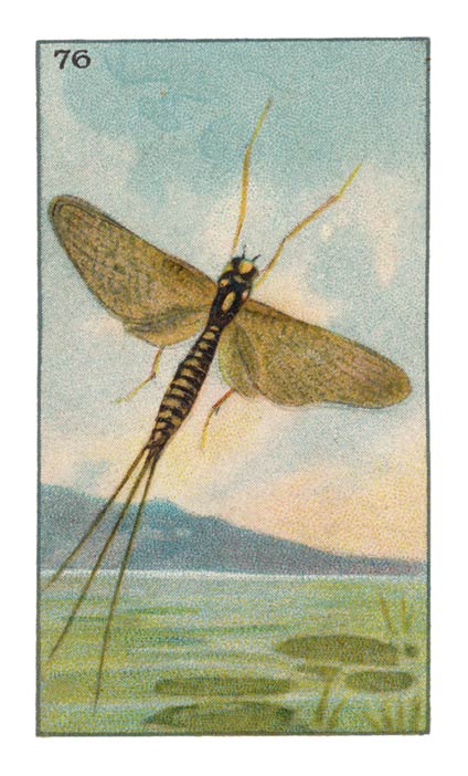 76