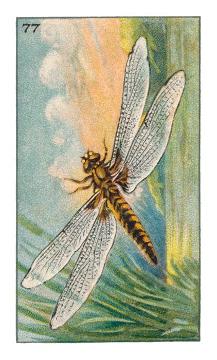 77
