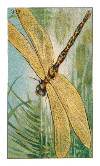 79