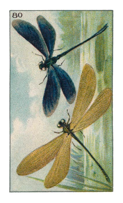 80