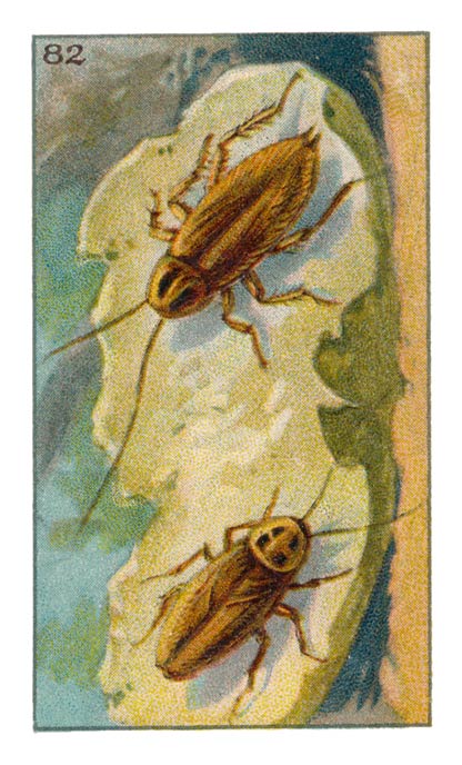 82