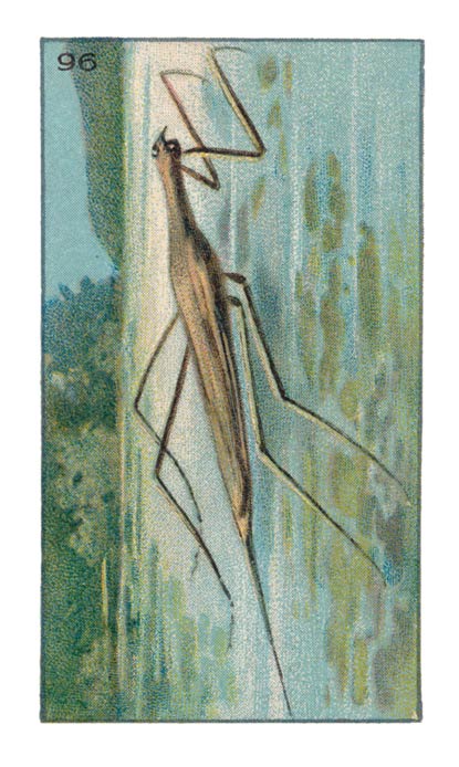 96