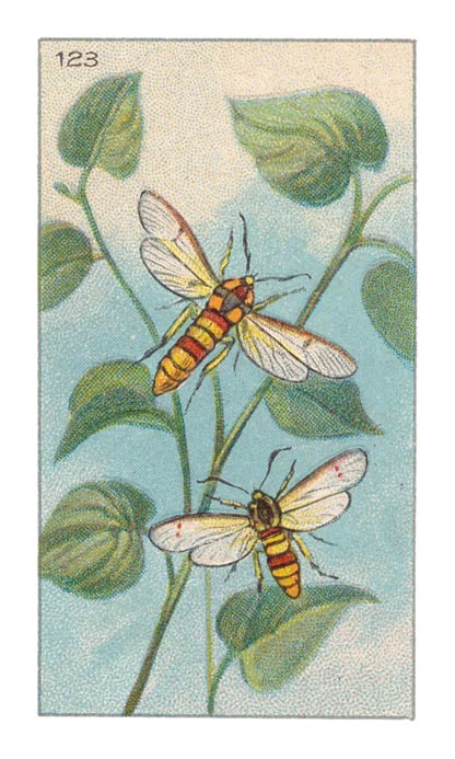 123