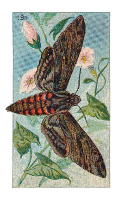 131