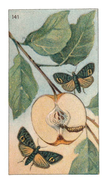 141