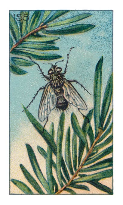 155