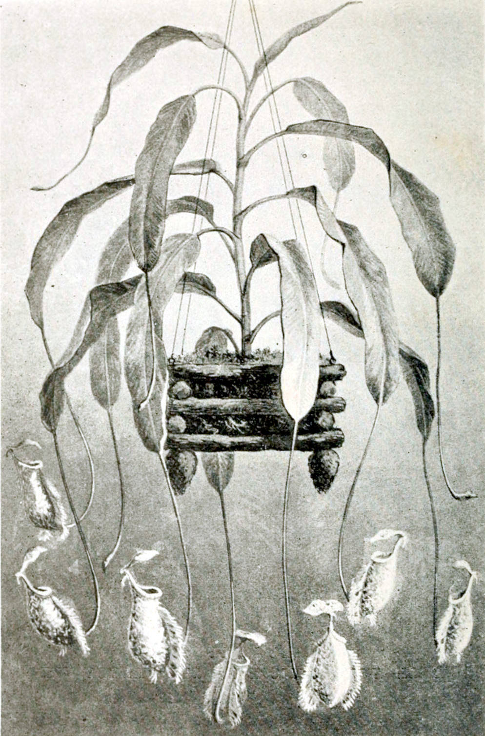 Plant with upright stem and
long elongated leaves growing in a hanging basket. From the ends of the
leaves hang down beaker-like outgrowths