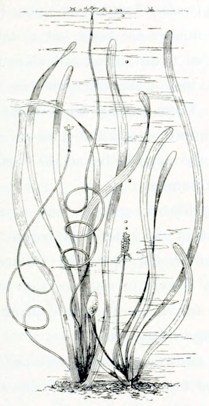 Plant with very elongated
leaves. A few thin stems grow winding to the surface.