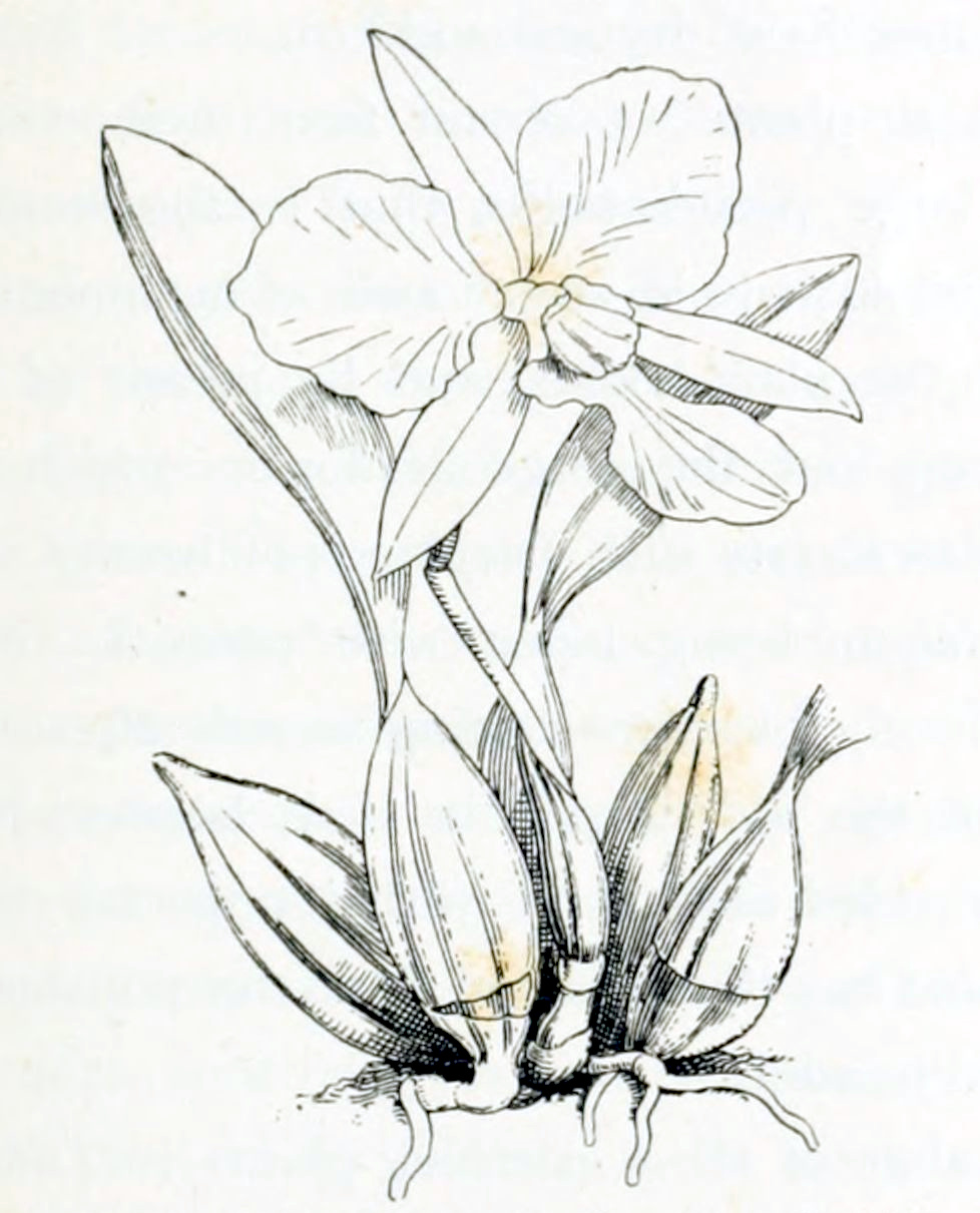Plant with tuber formation
directly above the roots. An oval-shaped leaf with smooth edges grows
from a few tubers. The plant has 1 large flower with 6 petals