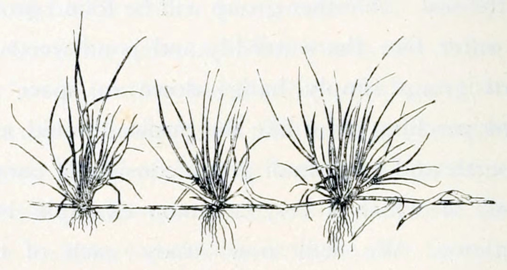 Three tufts of grass, sprouting
from a stem that grows horizontally