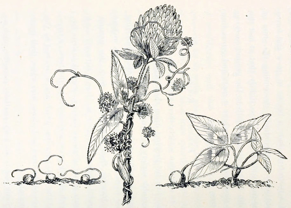Three separate pictures. To the
left there are 3 germinating seeds, out of which grow thin threads. In the middle
there is a stem of a clover plant with several trefoil leaves and a composite
flower. The stem is entwined by a thread-like structure, bearing several groups
of very small flowers. To the right is a clover seedling with 2 trefoil leaves,
next to which a seed germinates from which a thread grows that has started to
reach for the clover.