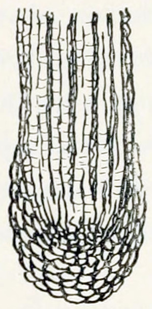 A microscopic picture of plant
tissue. At the top are rows of cuboid cells. These rows narrow down to the
bottom. That part is covered by a cap of more oval cells.