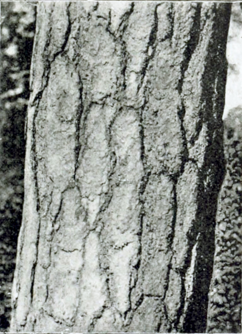 Photograph of part of a tree trunk,
covered bu very rough bark, having deep grooves and some pellets that come loose.