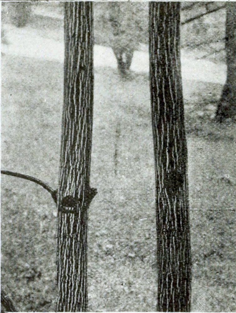 Photograph of part of two tree
trunks, having a striped bark.