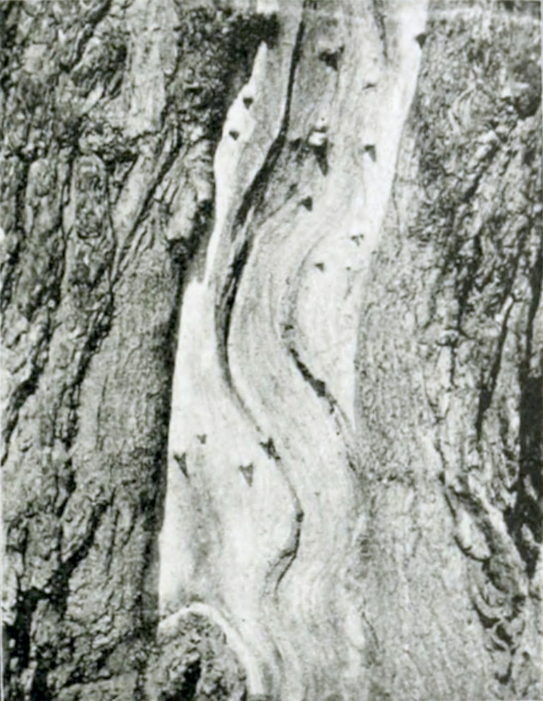 Photograph of part of a tree trunk
where the bark is damaged, showing the wood underneath.
