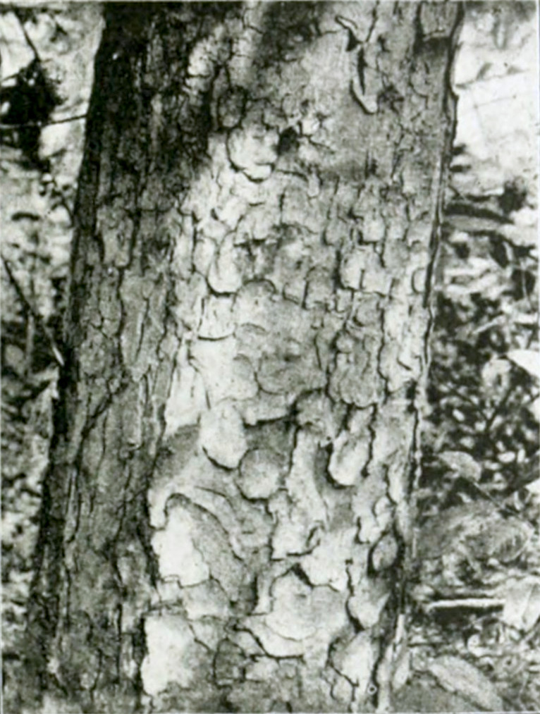 Photograph of part of a tree trunk
with many fine grooves, creating a pattern of pellets.