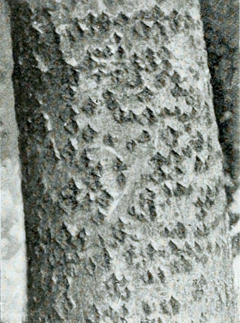 Photograph of part of a tree trunk
with a smooth bark, containing many diamond-shaped darker patches.
