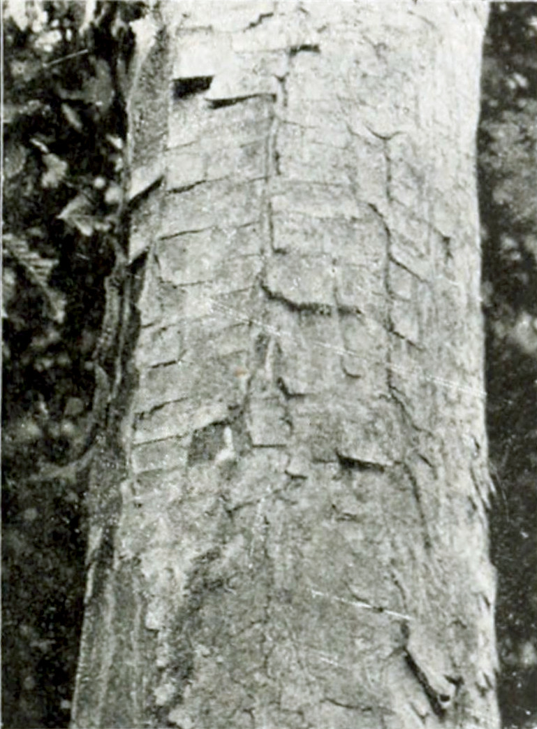 Photograph of part of a tree trunk
with a bark having many horizontal grooves and a few vertical ones, creating
the appearance of many rectangular scales.