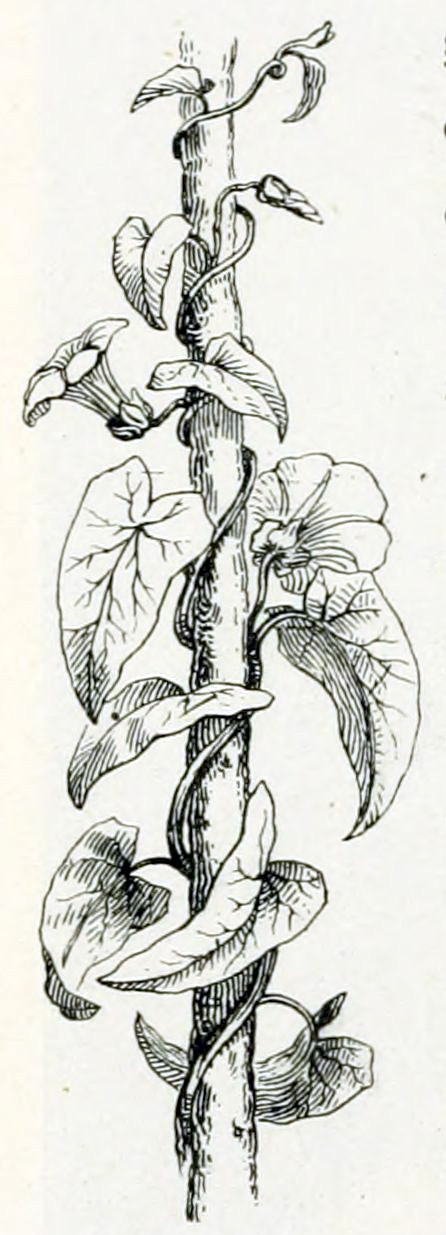 Stem or stick entwined
by a thin stem from which heart-shaped leaved grow and some flowers. The leaves
show their veins. The flowers are funnel-shaped and have some 5 or 6 petals.