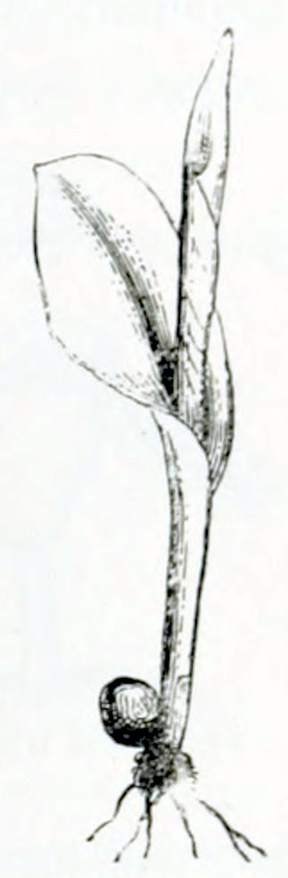 A seed from which a young plant
emerges. At the bottom there are some roots. The plant has one leaf, that forms
a sheath around the small, growing stem.