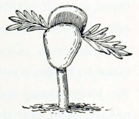 A germinating seed, from
which a root grows into the soil. The seed is lifted above the ground. It
consists of 2 lobes and in between are 2 small, feather-like leaves.