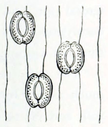A microscopic image showing
vertical lines, that picture cellular borders.There are 3 openings between
the cells that have an elliptical shape and each are bordered by 2 banana-shaped
structures that join at the tips and thus enclose the opening.
