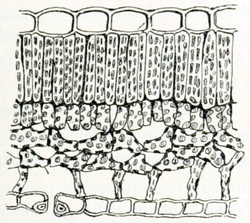 Microscopic image showing several
layers of tissue. The top layer consists of square cells that are tightly
connected. The second layer consist of long, elongated rectangular cells, grouped
with their long sides next to each other and their short base to the top layer.
These cells contain dark particles. The third layer consists of shorter
rectangular cells, also with their longer sides connected to each other and with
their shorter base to the layer above. These cells too contain particles, that
are somewhat larger that in the layer above and have a lighter colour.
The following layer consists of irregularly shaped cells that from a spongy
tissue with large gaps between the cells. These cells contain 2 types of particles:
one type similar to the ones in the layer above, and a second type that is very
dark. Finally the bottom layer consists, like the top layer, of square,
interconnected cells, a bit smaller though. At one point an opening in this layer
can be seen. This opening is bordered by 2 very small cells.