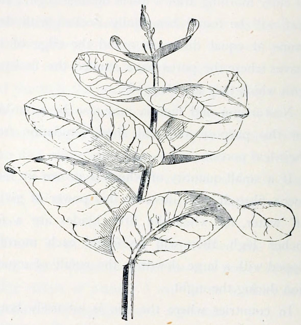 A stem with 8 leaves, grouped
in pairs. The leaves grow smaller toward the tip. They are of a rounded shape
with smooth edges. Veins are clearly visible. At the tip is a bud. The leaves
directly underneath seam to grow small stalks with buds from there axils.